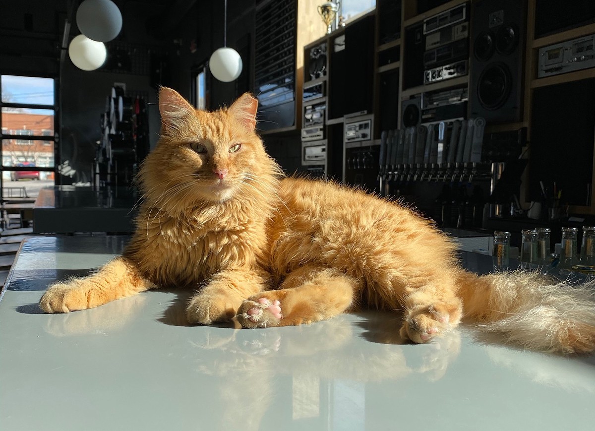 Tiger the Gravely Brewery cat is ready to stump you. | Photo from Gravely Brewing .