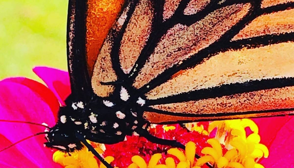 The Monarch Festival starts this Saturday.  |  Photo by Erica Rucker