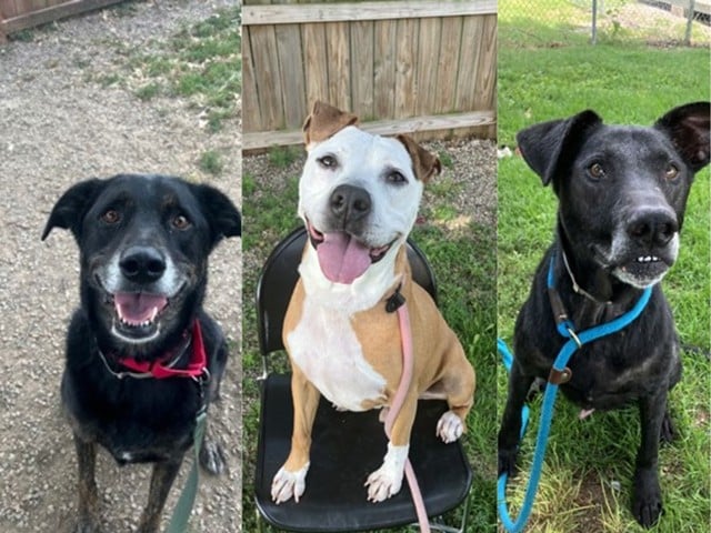 Kentucky Humane Society dogs that are available for adoption.