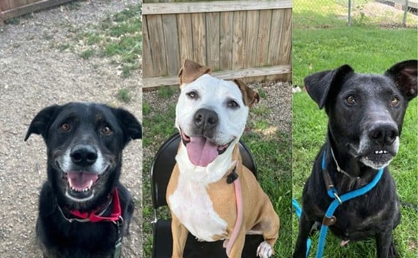 Kentucky Humane Society dogs that are available for adoption.