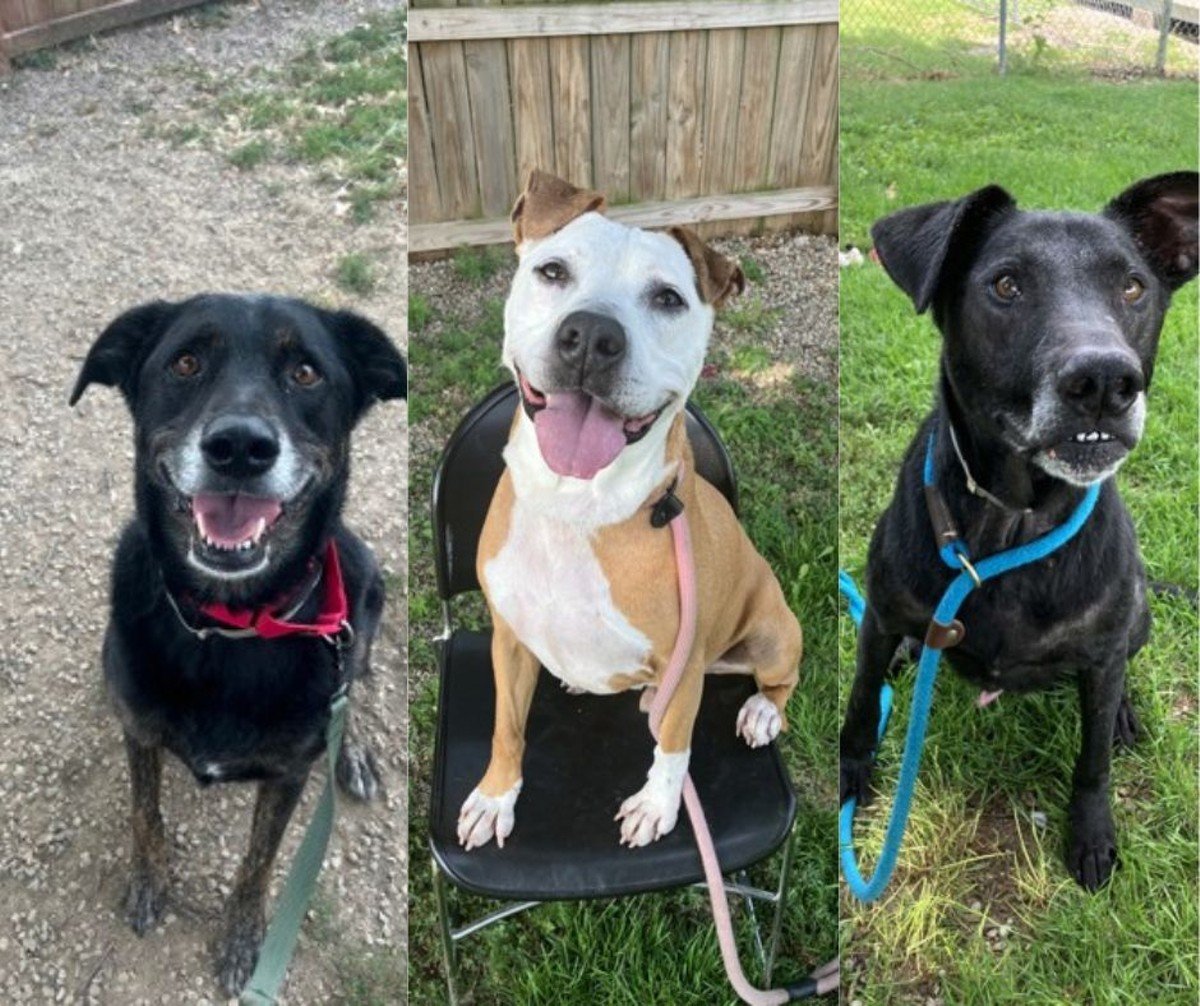 Kentucky Humane Society dogs that are available for adoption.