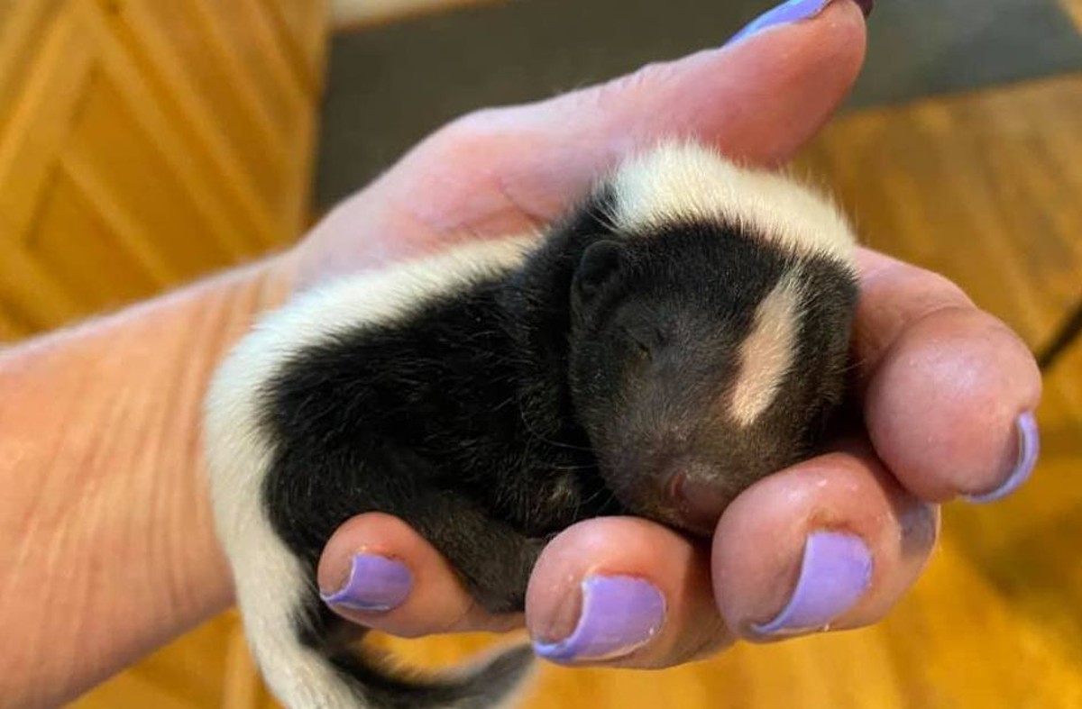 Hang out with a baby skunk this weekend.  |  Photo provided.