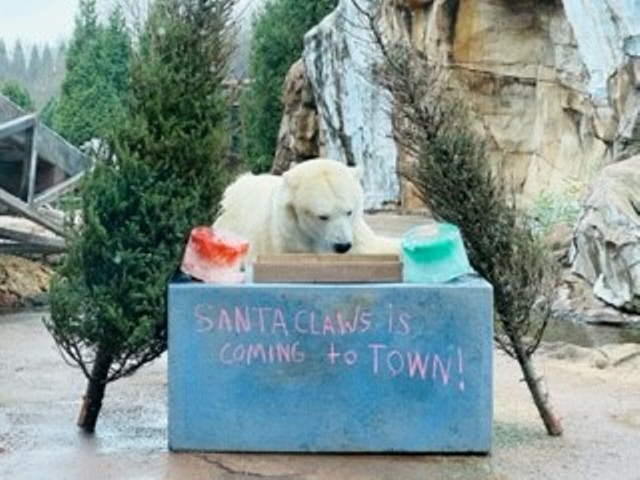Qannik the Polar Bear with Christmas enrichment.