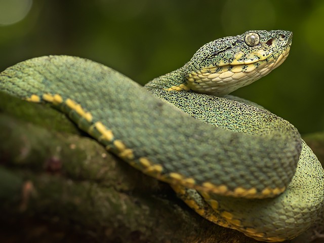 Is your ex a snake? Would you like to see them eaten by one?