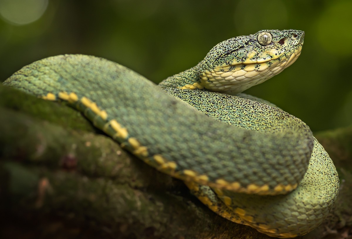 Is your ex a snake? Would you like to see them eaten by one?