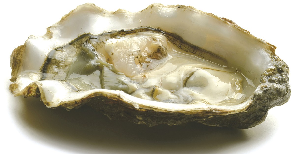 LEON: Herpes epidemic killing millions of oysters