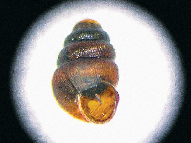 A Bluff-Vertigo snail found at Bernheim.