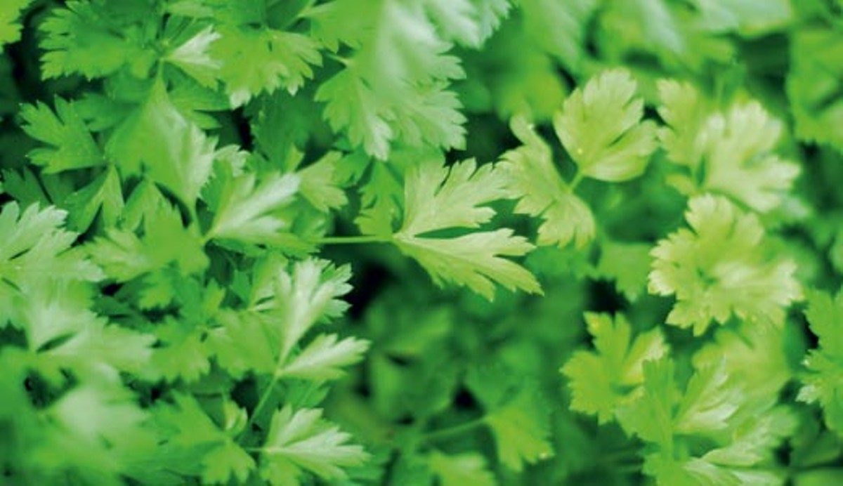 Locavore Lore: Harnessing the power of parsley
