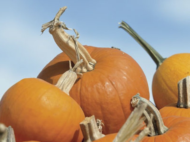Locavore Lore: Perfect pumpkins