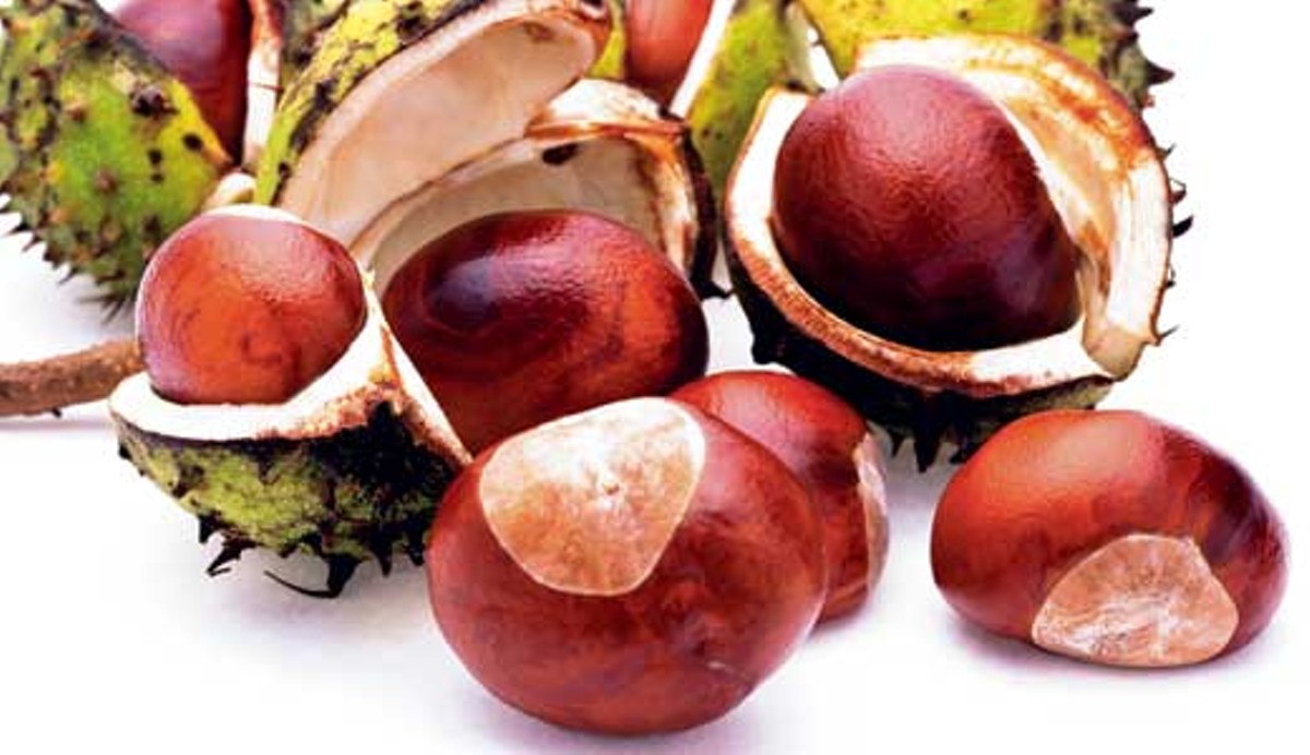 Locavore Lore: The triumphant return of the American chestnut