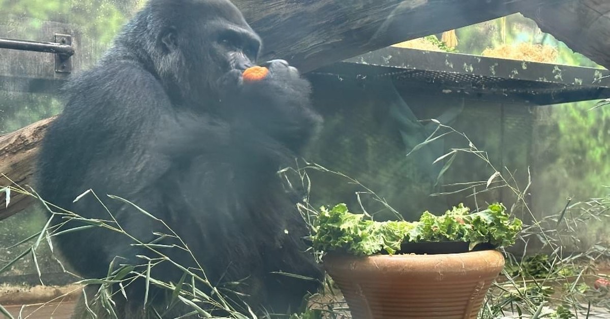 Gorilla Jelani turned 26 at the Louisville Zoo and celebrated with lots of treats.