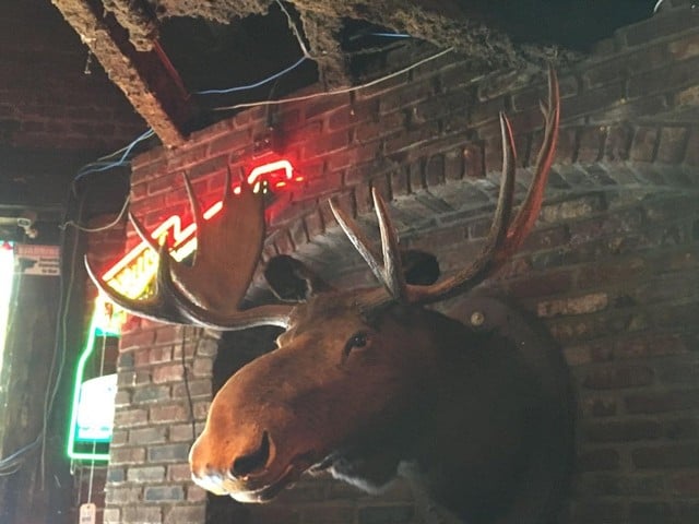 The Moose from the Phoenix Hill Tavern Saloon.