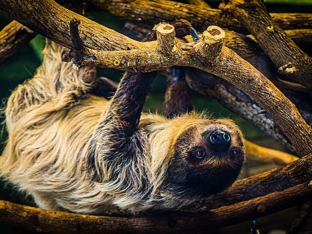 Sloth Experience