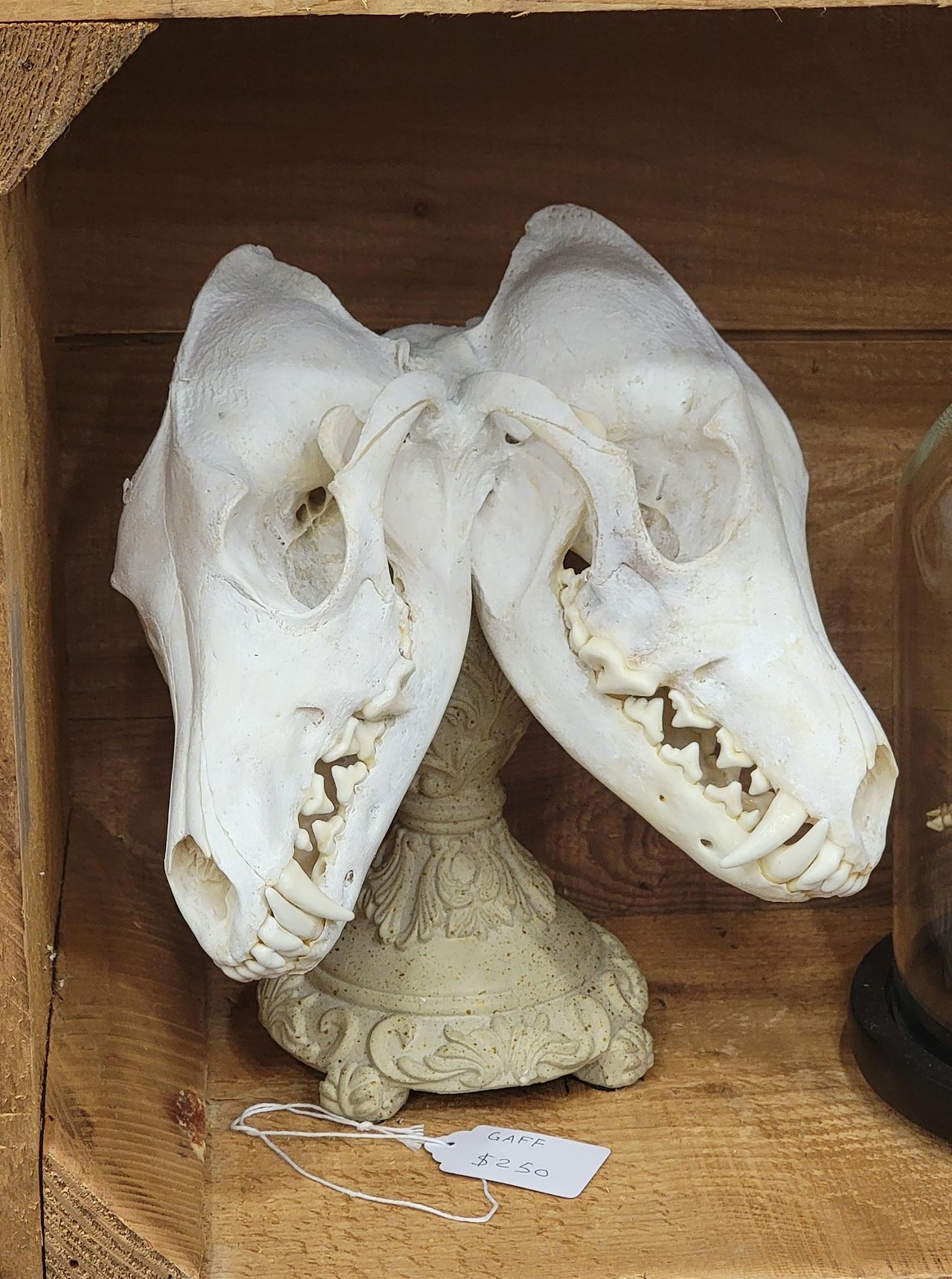 Two-headed skull