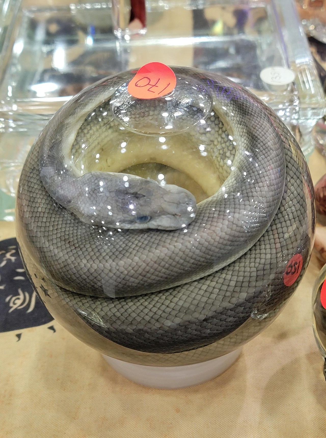 preserved snake in globe