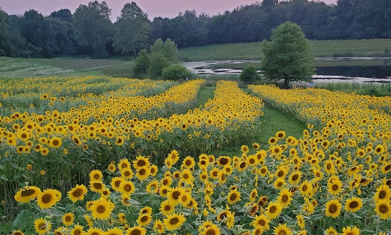 Stand with the sunflowers at Knobstone Flower Farm
4855 W. Leota Road, Scottsburg, Indiana
You can get the Instagram pic you&#146;ve always dreamed of at Knobstone Flower Farm&#146;s Sunflower Experience and Wildflower Explosion. Starting in July, the farm will be open for u-pick experiences with their acres of wildflowers and sunflowers. They even sell Mason jars for you to take a Pinterest-inspired bouquet home with you.
Photo via facebook.com/KnobstoneFlowerFarm