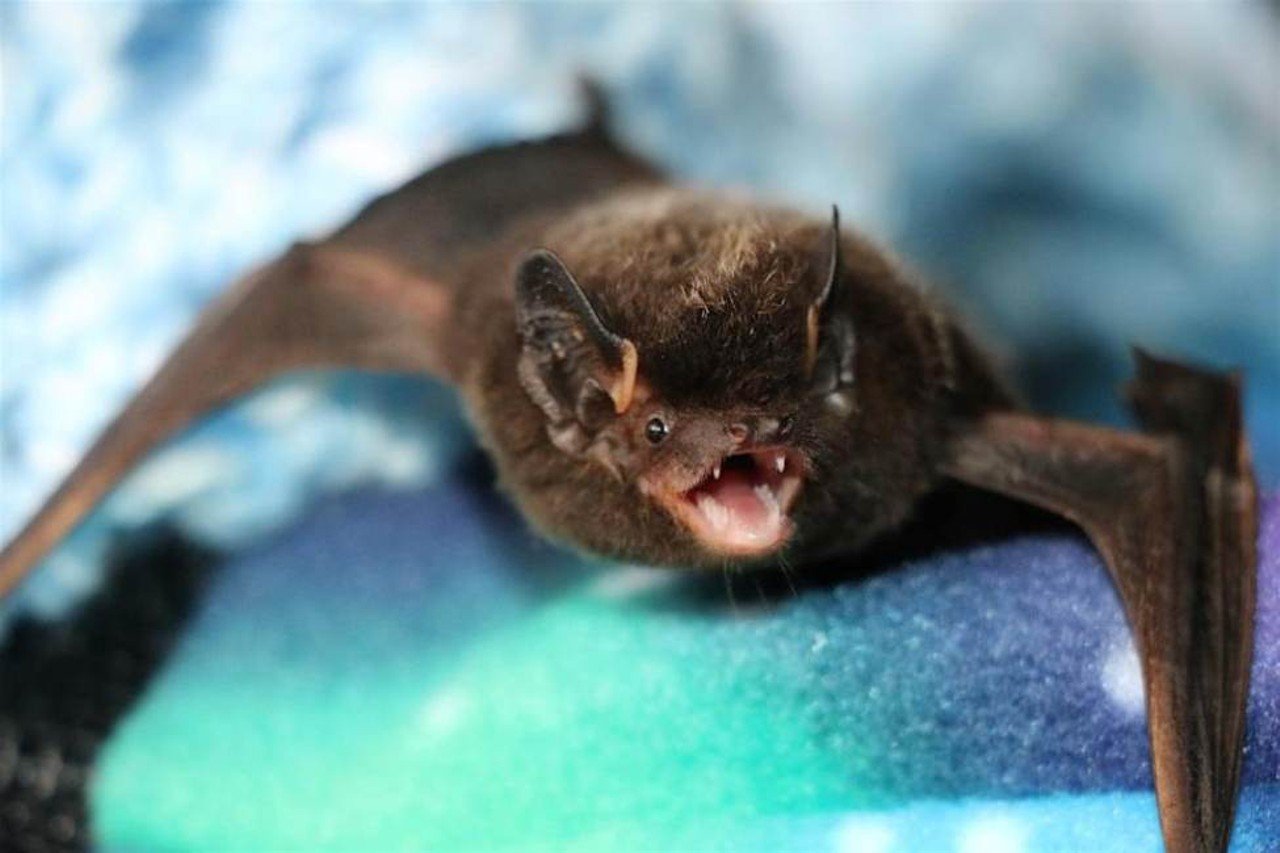 Kentucky Bat Festival Saturday 10/5Louisville Slugger Museum & Factory, 800 W. Main St.Bat and endangered species festival