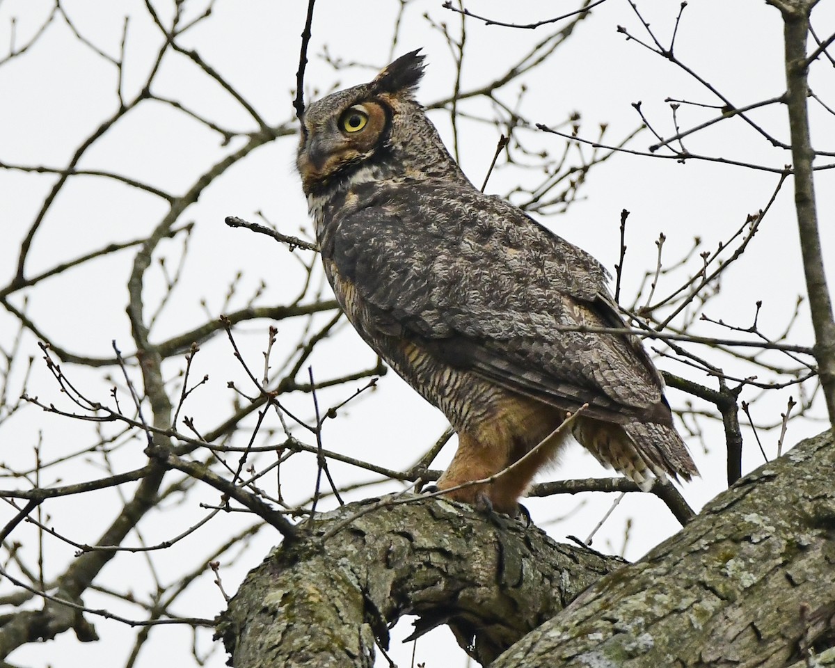 A female great horned owl a few feet from the nest. Photo by Nature&#146;s Portraits by Beth. - Nature&#146;s Portraits by Beth