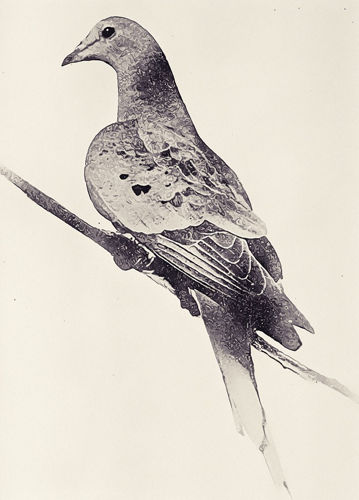 Martha, believed to be the last Passenger Pigeon, died at the Cincinnati Zoo in 1914 at age 28 or 29.
