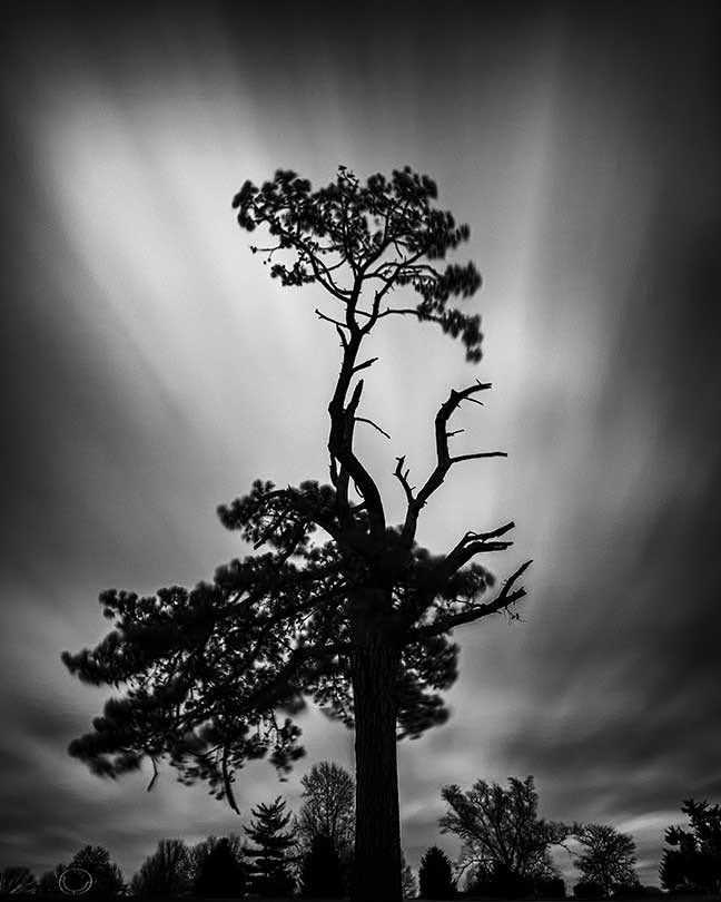 &#145;Loblolly Pine and December Skies&#146;  &#151; Honorable Mention Black & White Photography by D.J. Biddle