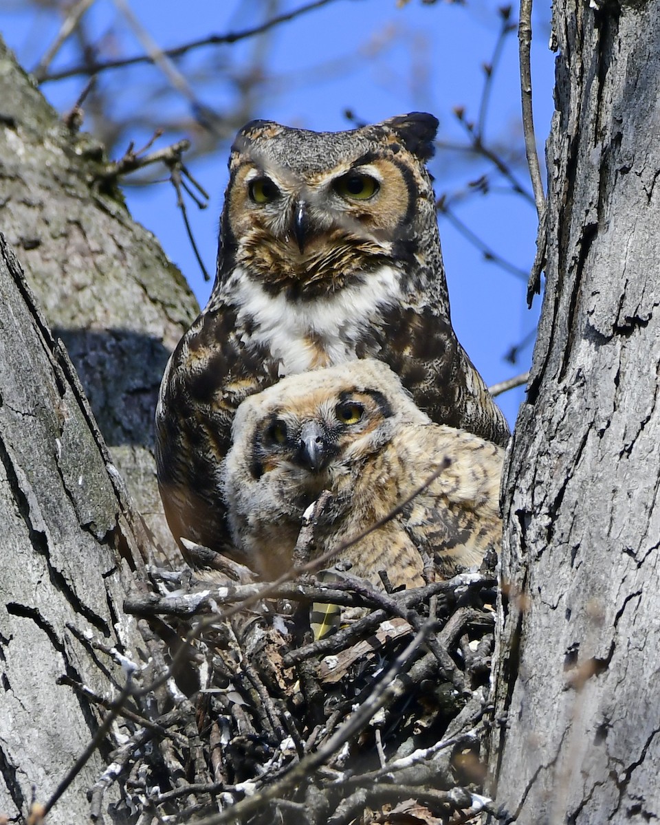 A female great horned owl and one of two owlets raised this year in this nest at Cave Hill. | Photo By Nature's Portraits by Beth.