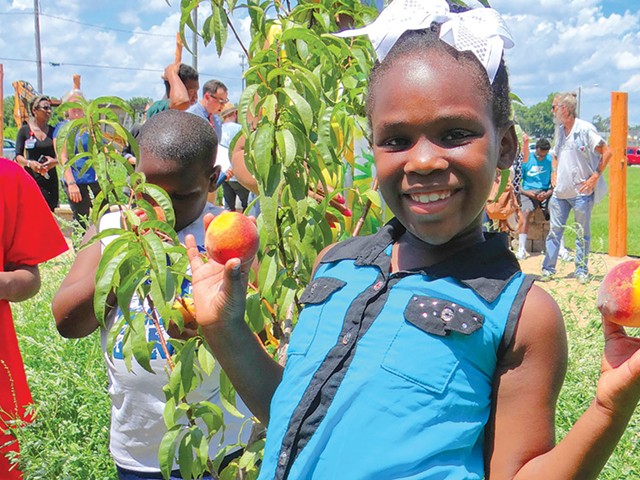 Markenzie, 7, shows off peaches she picked from a first-year tree